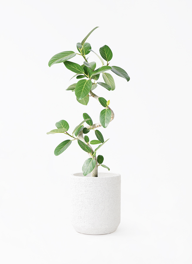 K*i様 フィカス　ベンガレンシス　観葉植物　7号　約110センチ 2 フィカス ベンガレンシス 【観葉植物 リビングやオフィス向き