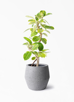 ［現品］91番　フィカス　アルテシマ　曲がり　7号　観葉植物　室内　大型　背高め 観葉植物 フィカス アルテシーマ 7号 曲り エトナ アリーナ 付き