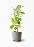 ficus-altissima-1435_1.jpg?