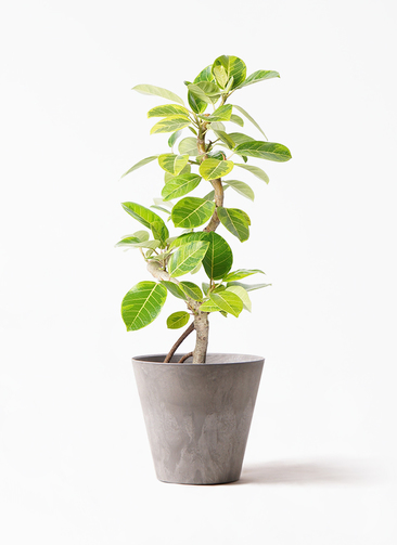 ficus-altissima-1428_1.jpg?