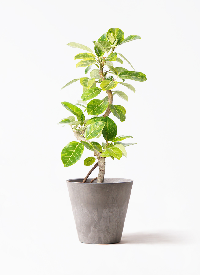 観葉植物 フィカス アルテシーマ 7号 曲り プラスチック鉢 / 天久