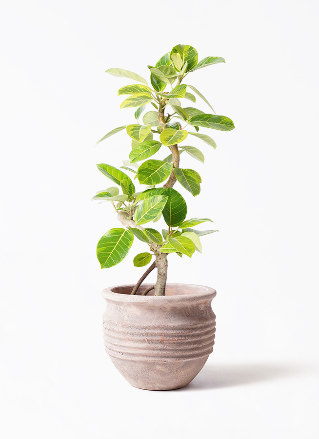 観葉植物 フィカス アルテシーマ 7号 曲り エトナ アリーナ 付き