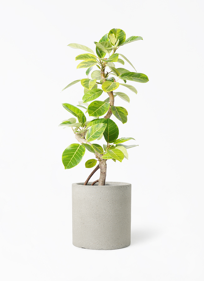 観葉植物 フィカス アルテシーマ 7号 曲り エトナ アリーナ 付き