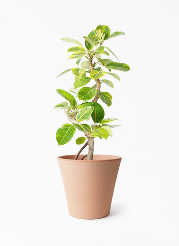 モモタマナ5年育成フィカス 観葉植物 3本の枝 ficus-altissima-1447_1.jpg?