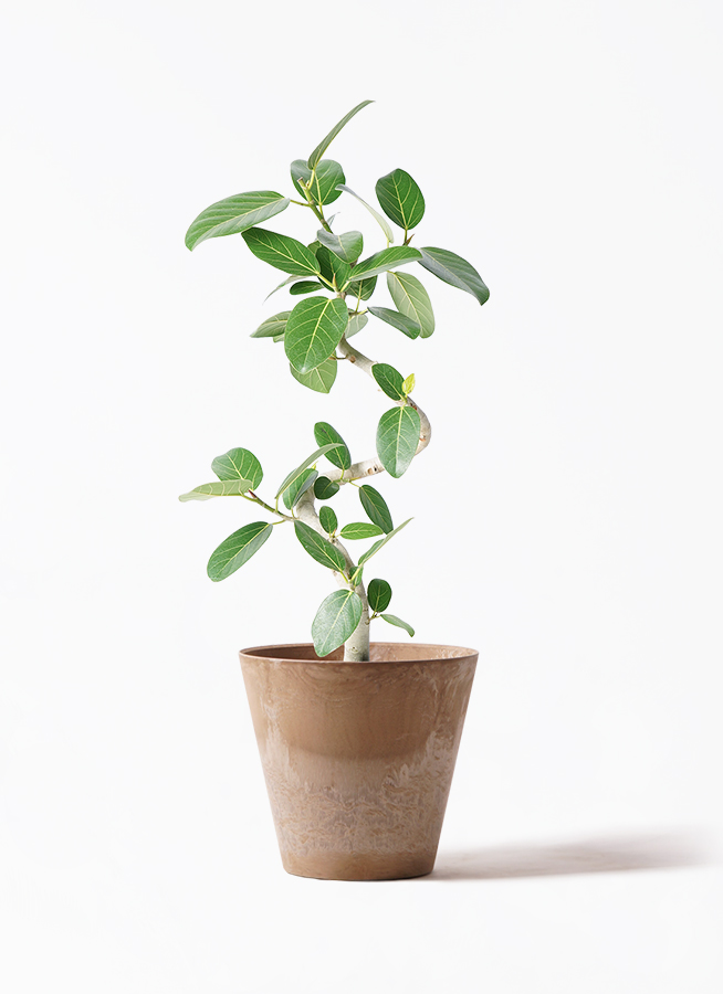 観葉植物 フィカス ベンガレンシス 7号 曲り プラスチック鉢
