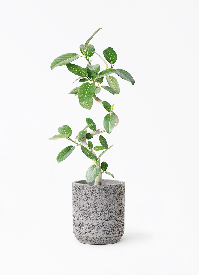 フィカス 。観葉植物。鉢ごと無料で発送致します。 観葉植物 フィカス ウンベラータ 8号 ノーマル ラスターポット