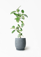 ficus-benghalensis-1213_1.jpg?
