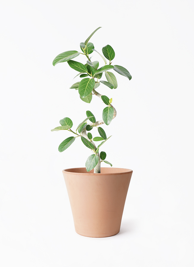 天久グリーンファームのフィカス ベンガレンシス | 観葉植物なら