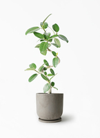 フィカス 観葉植物 観葉植物 本物 フィカス・ベンガレンシス 7号鉢 らせん樹形