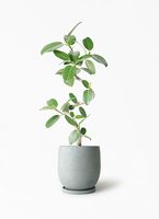ficus-benghalensis-1215_1.jpg?