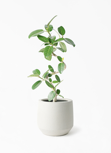 ficus-benghalensis-1227_1.jpg?