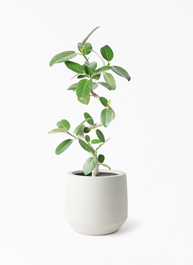 観葉植物 フィカス ベンガレンシス7号 曲り パボ ミドル オフホワイト