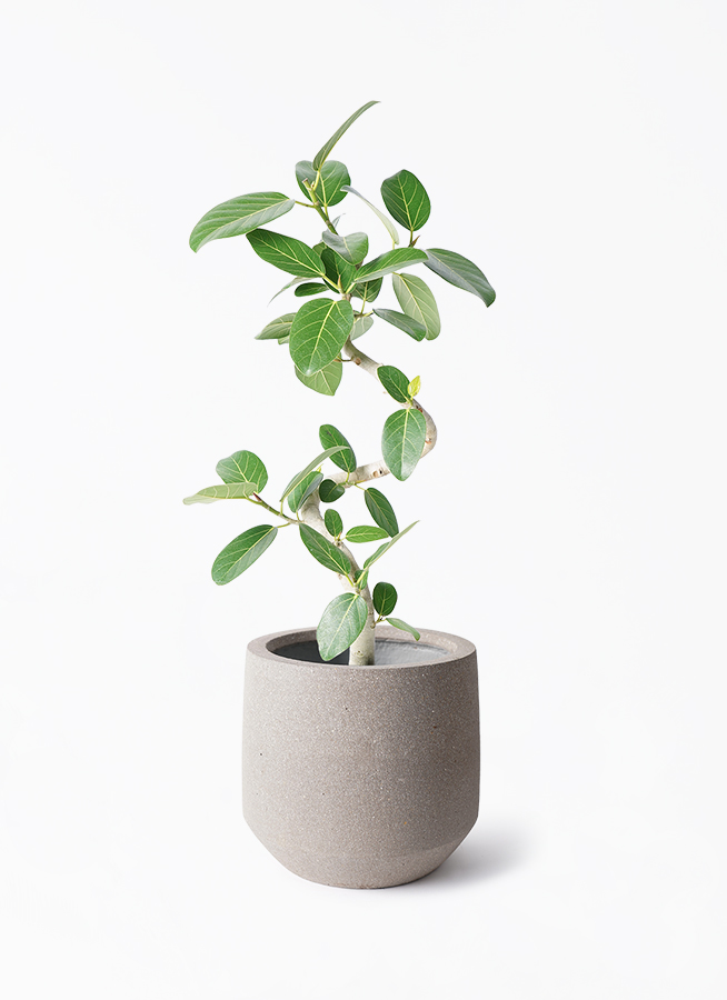 観葉植物 フィカス ベンガレンシス7号 曲り パボ ミドル アース