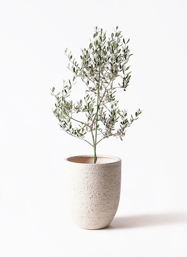 小倉園のオリーブ ルッカ | 観葉植物通販HitoHana(ひとはな)