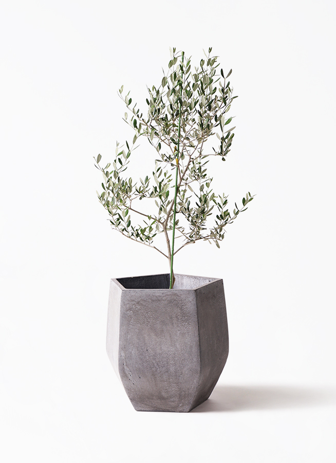 観葉植物 オリーブの木 8号 ルッカ アビスネブラ ラウンド 付き / 小倉