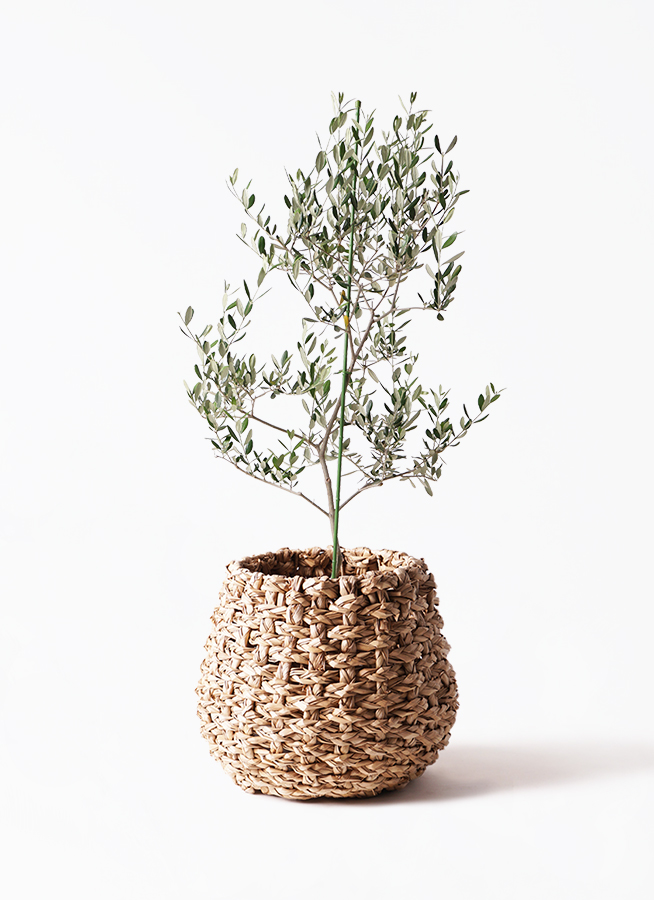 観葉植物 オリーブの木 8号 ルッカ エステリ ピンク 付き | 観葉