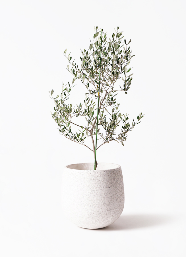 オリーブの木　ルッカ　約190cm　NO.1875　大型　現品掲載　人気品種 オリーブの木 ルッカ 約190cm NO.1875 大型 現品掲載 人気品種