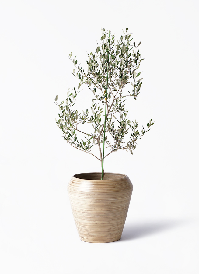 小倉園のオリーブ ルッカ | 観葉植物通販HitoHana(ひとはな)