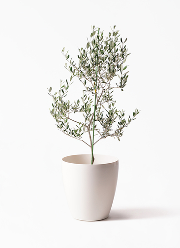 観葉植物 オリーブの木 8号 ルッカ ラスターポット 付き / 小倉園 観葉植物 オリーブの木 8号 ルッカ ラスターポット 付き / 小倉園