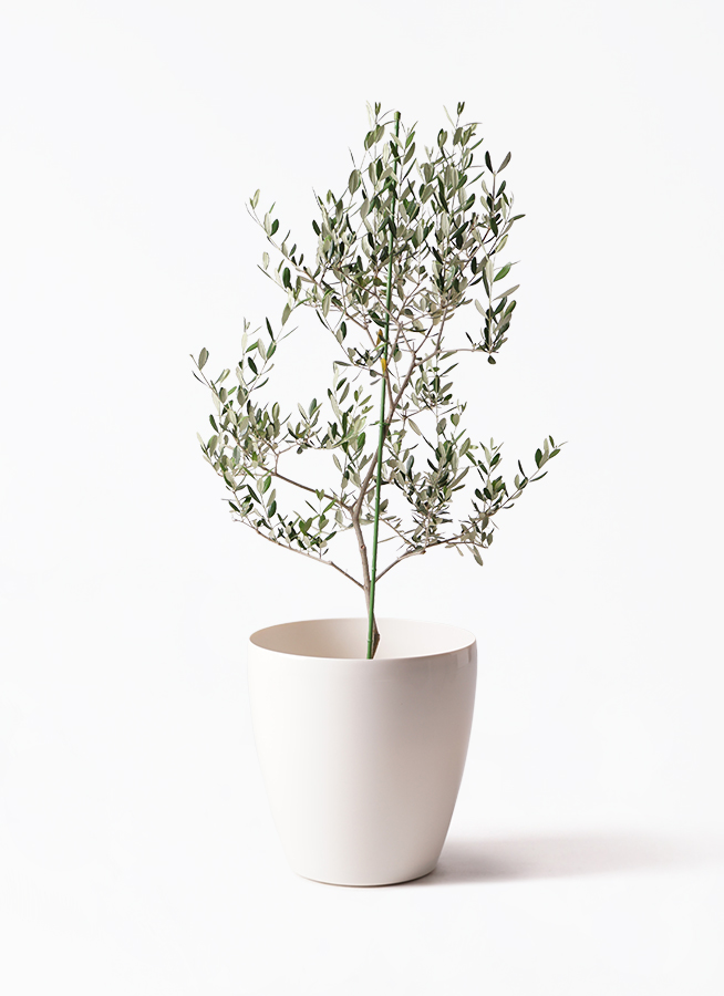 olive-lucca-251_1.jpg?1739330655