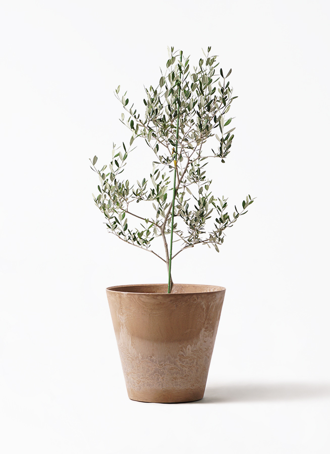 新規入荷！オリーブ ルッカ 8号鉢 写真現物