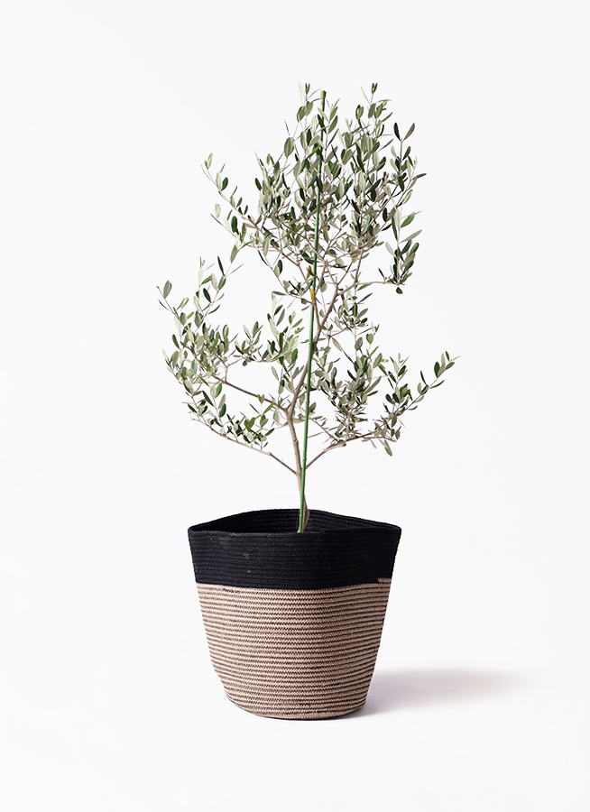 小倉園のオリーブ ルッカ | 観葉植物通販HitoHana(ひとはな)