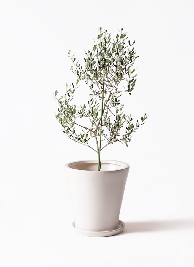 小倉園のオリーブ ルッカ | 観葉植物通販HitoHana(ひとはな)