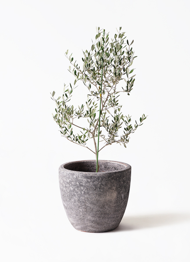 新規入荷！オリーブ ルッカ 8号鉢 写真現物 園芸ネット本店｜オリーブ：ルッカ 8号硬質ポット の通販【公式】