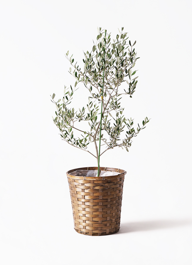 小倉園のオリーブ ルッカ | 観葉植物通販HitoHana(ひとはな)