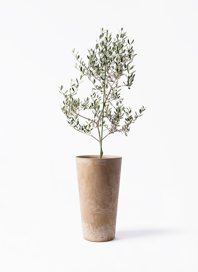 小倉園のオリーブ ルッカ | 観葉植物通販HitoHana(ひとはな)