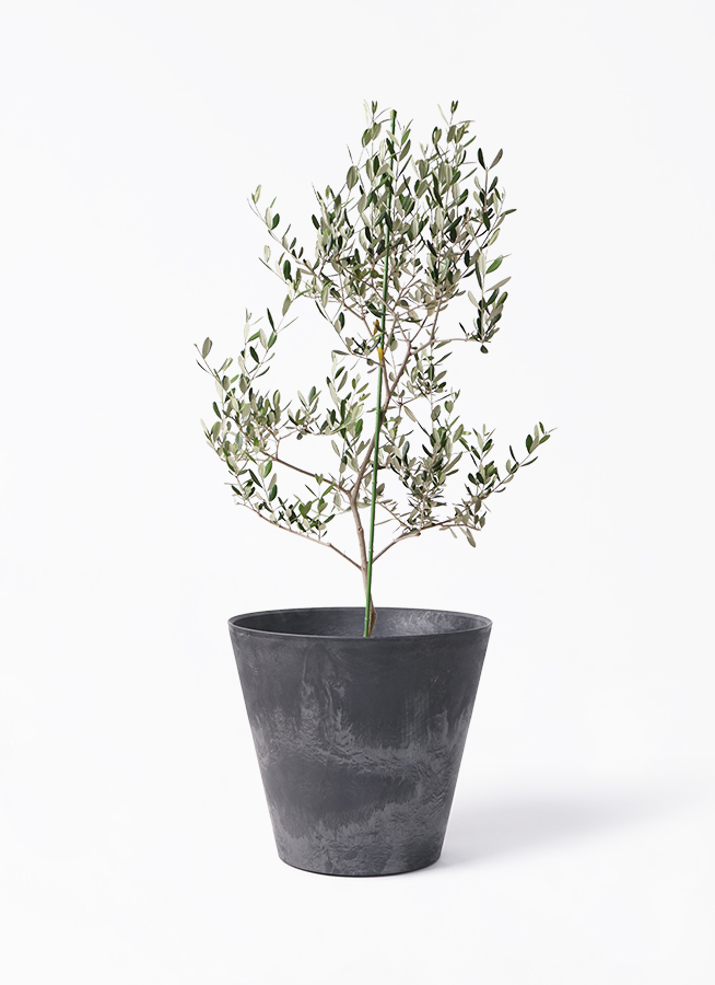 小倉園のオリーブ ルッカ | 観葉植物通販HitoHana(ひとはな)