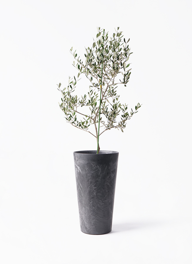 小倉園のオリーブ ルッカ | 観葉植物通販HitoHana(ひとはな)