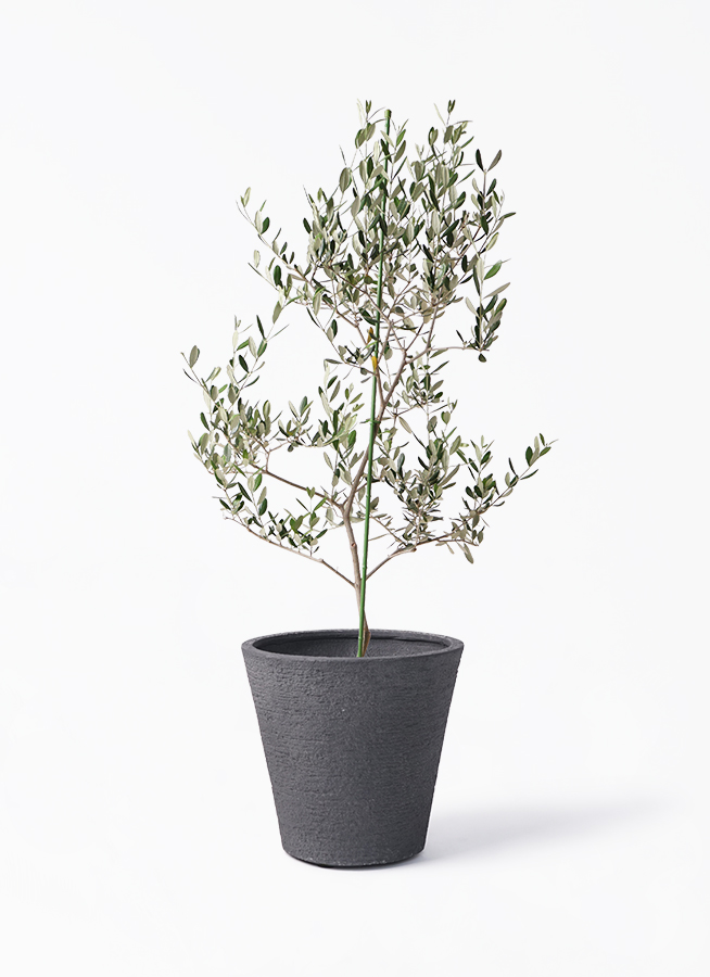 小倉園のオリーブ ルッカ | 観葉植物通販HitoHana(ひとはな)