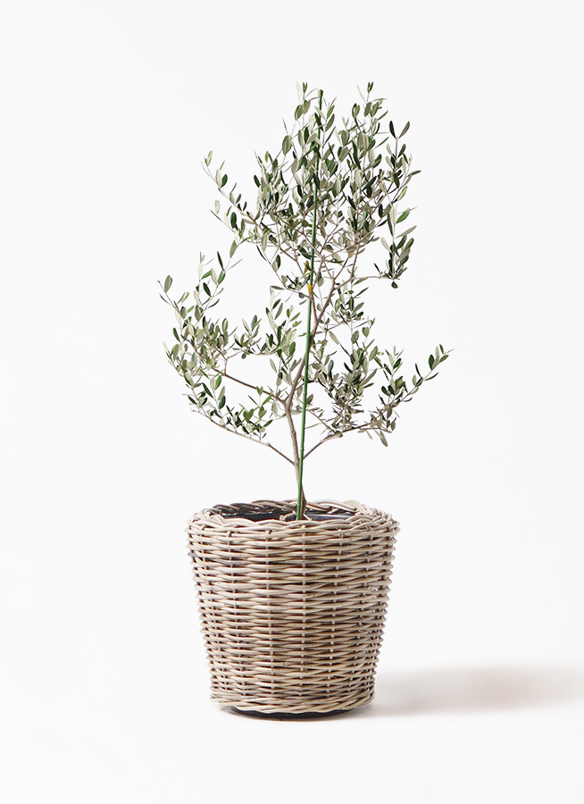 小倉園のオリーブ ルッカ | 観葉植物通販HitoHana(ひとはな)