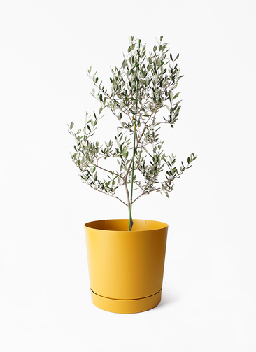 オリーブの木 観葉植物 観葉植物 オリーブの木 8号 ルッカ プロスパー トゥーボ マスタード