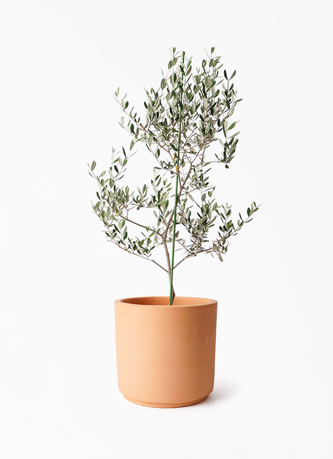 オリーブ ルッカ 8号 130cm NO.59 オリーブの木 観葉植物 オリーブ ルッカ 8号 130cm NO.59 オリーブの木 観葉植物