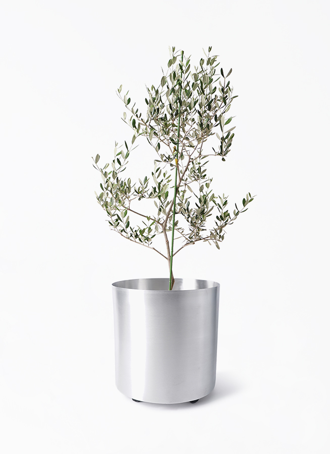 新規入荷！オリーブ ルッカ 8号鉢 写真現物 観葉植物 オリーブ 8号 ルッカ テラニアス バルーン