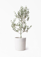 観葉植物 オリーブの木 8号 ルッカ アビスネブラ ラウンド 付き / 小倉