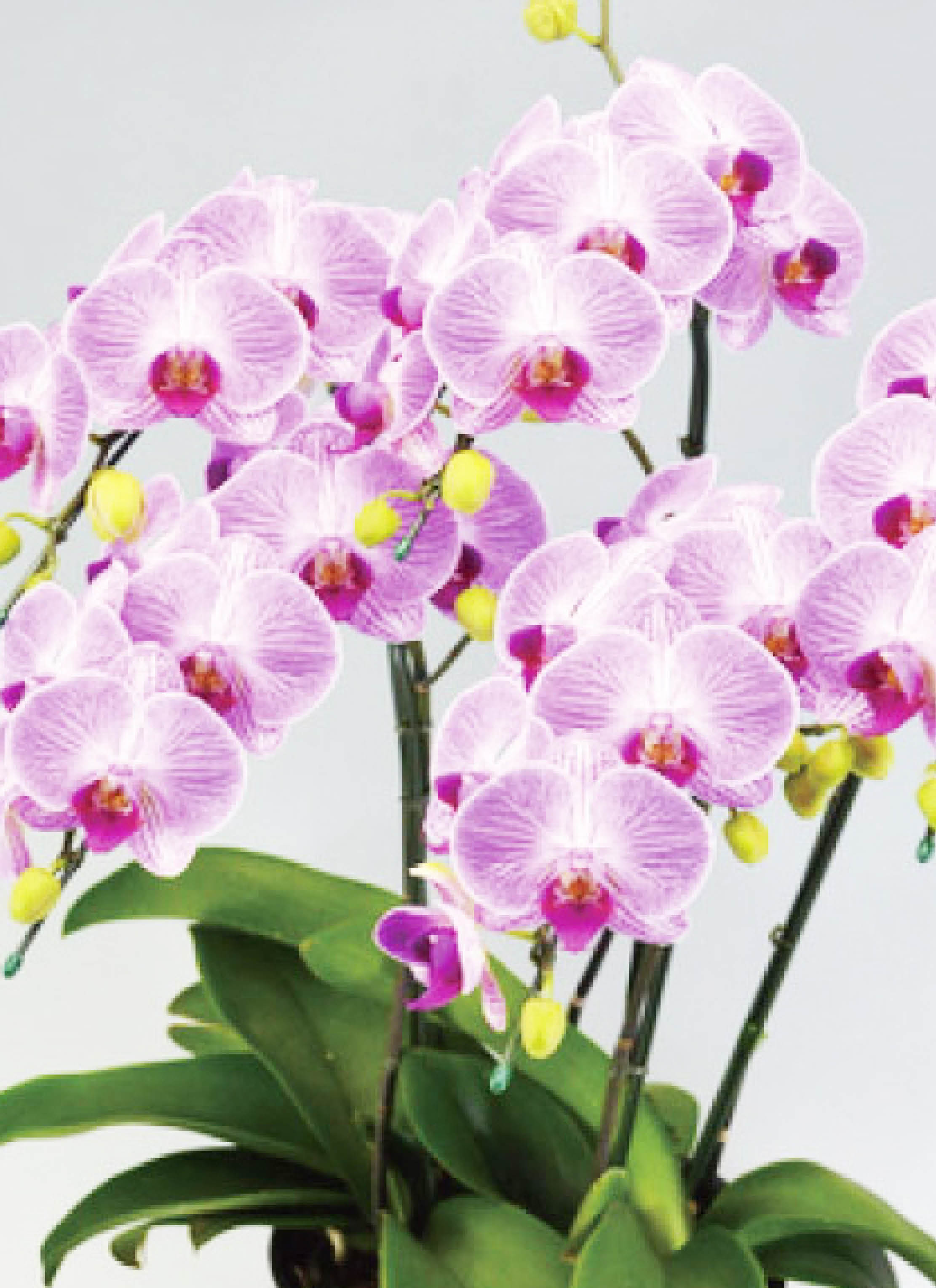 胡蝶蘭中大輪 6本立ち キャンディーソレーラ | 胡蝶蘭ならHitoHana
