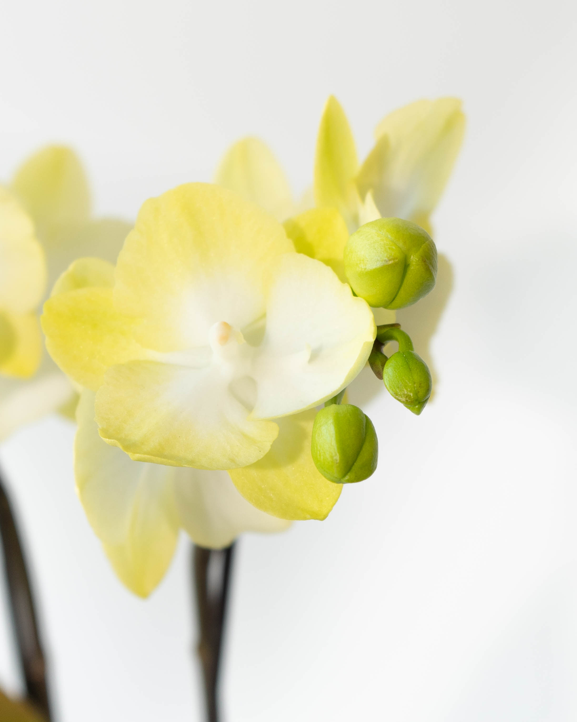 ミディ胡蝶蘭 イエロー ティンカーベル 2本立ち 4号 | 胡蝶蘭なら