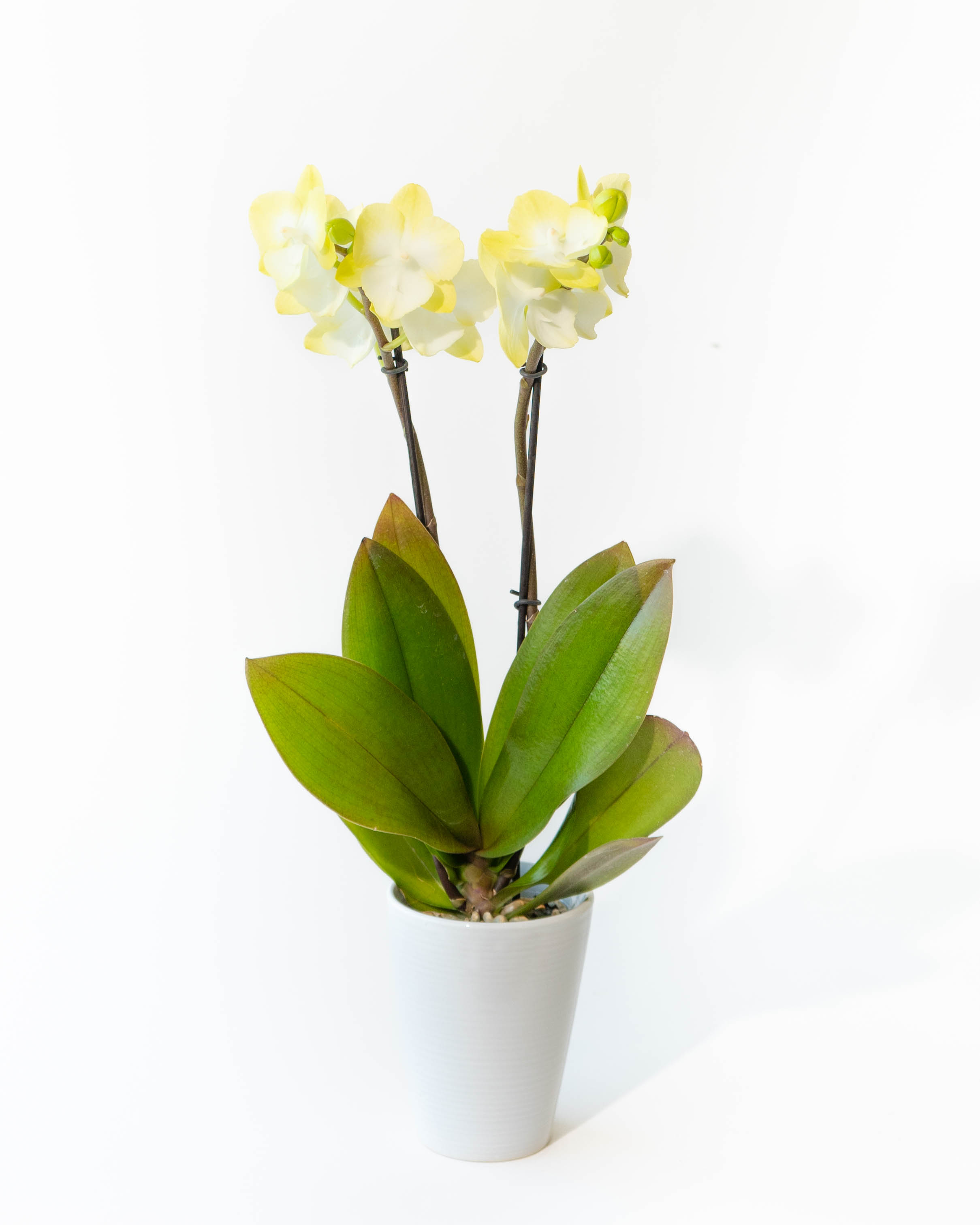 胡蝶蘭 椎名洋ラン園 | HitoHana（ひとはな）