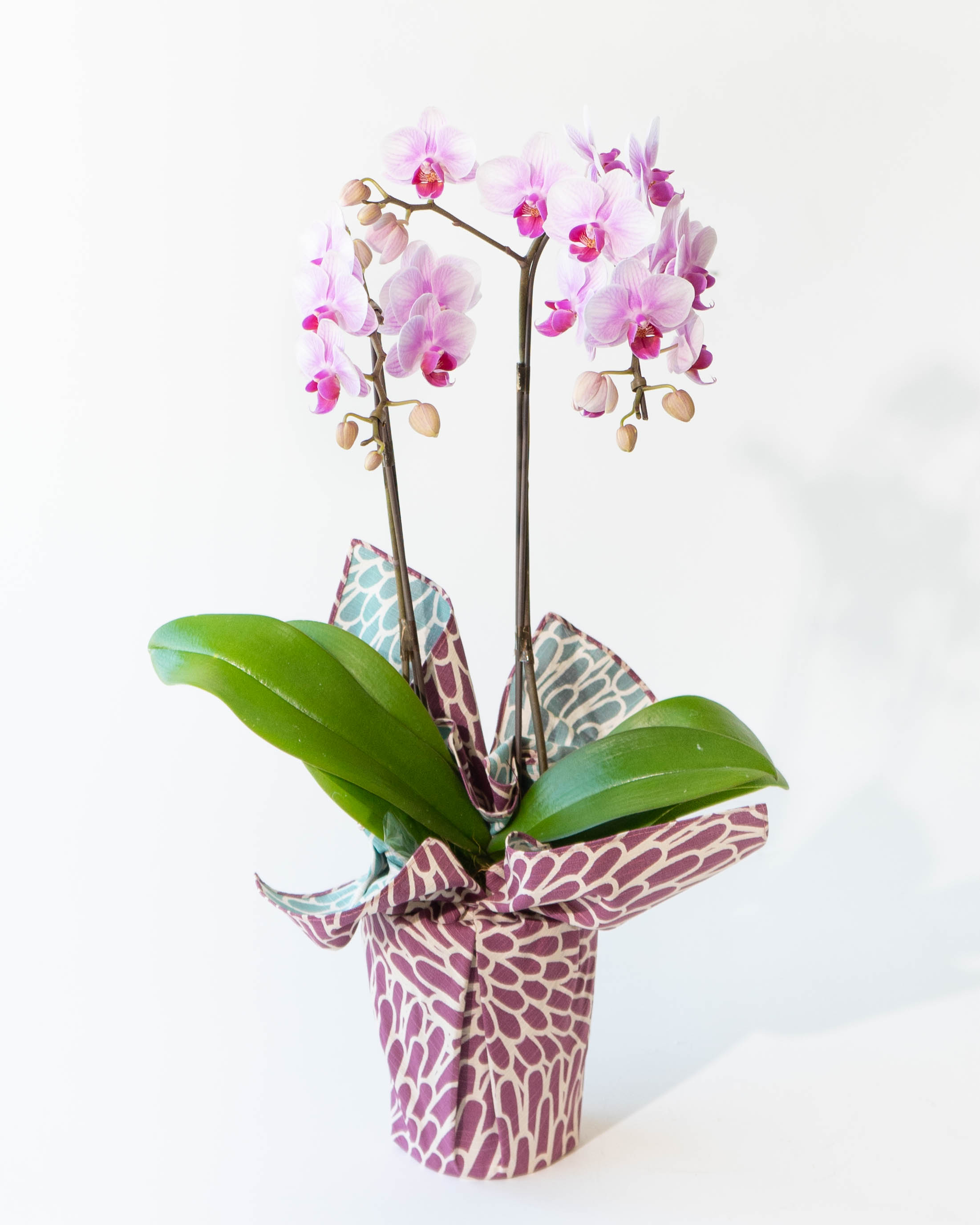 胡蝶蘭 椎名洋ラン園 | HitoHana（ひとはな）