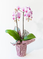 midi-pink-81_0001.jpg?1739840941