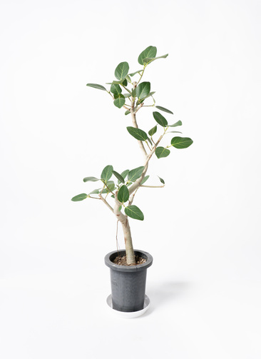 ficus-benghalensis-1228_0001.