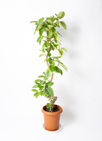 観葉植物 フィカス アルテシーマ 10号 曲り プラスチック鉢 / 天久