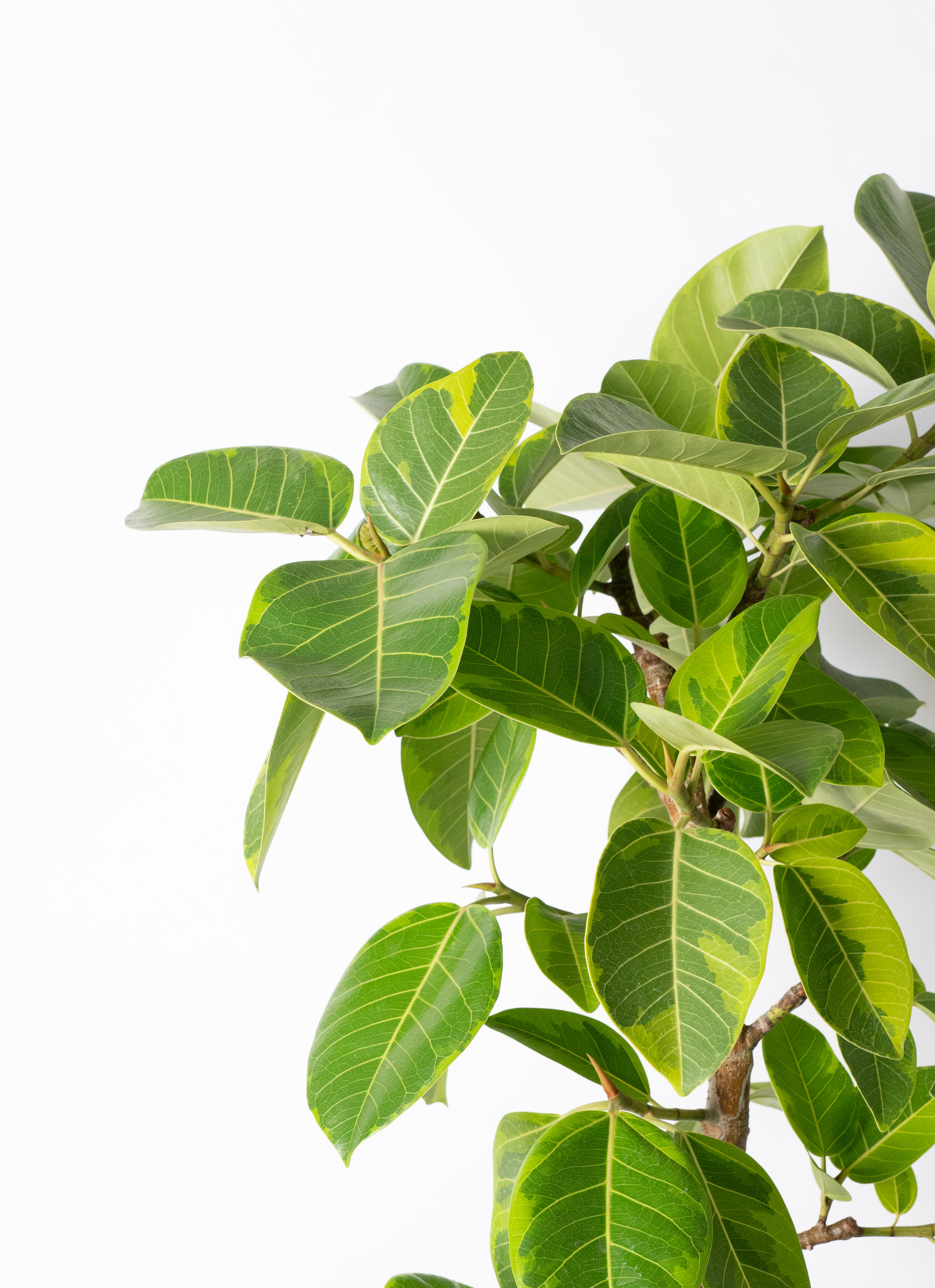 観葉植物 フィカス アルテシーマ 10号 曲り アルマ ミドル 付き / 天久