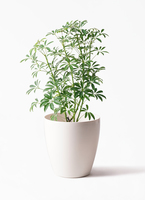 シェフレラ コンパクタ ファイバー鉢 お皿付き シェフレラ コンパクタ ファイバー鉢 お皿付き