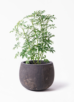 schefflera-compacta-2_1.jpg?
