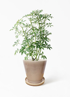 ☆シェフレラ コンパクタ♪ 132cm 太幹♪ schefflera-compacta-24_1.jpg?