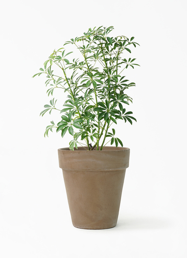 専用出品、ラフィドフォラ・テクルシバ（マングーカズラ） シェフレラ・アルボリコラ 専用出品、ラフィドフォラ・テクルシバ（マングーカズラ